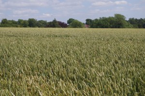 An Amersham barley field with a sinister secret? copyright Carole Tyrrell