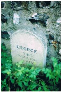 The Brighton Pavilion cat copyright Carole Tyrrell