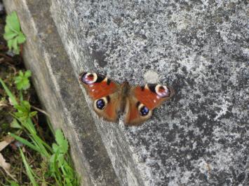 A beautiful peacock basking on a vault at Elmers End Cemetery, UK copyright Carole Tyrrell