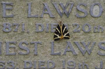 Jersey Tiger day=flying moth - Brompton Cemetery Open Day 2015. copyright Carole Tyrrell