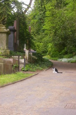 Domino the Highgate cat - the first inhabitant of the Cemetery that we saw. copyright Carole Tyrrell