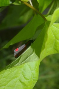 A six spotted burnet - a day flying moth. Latin name is: Zygaena filipendulae Copyright Carole Tyrrell