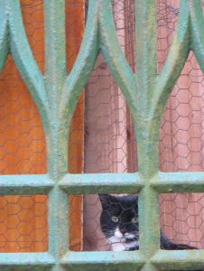 West Norwood cat peering in through the Gothic style railings - summer 2016. ©Text and photos Carole Tyrrell