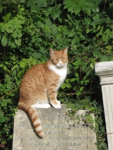 Taken in West Norwood Cemetery - Oct 16 - I'd seen him earlier with captured prey in his mouth. ©Carole Tyrrell