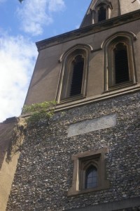 The highest oak tree between the Thames and Croydon on Sir John Ward's Tower, St Leonard's Streatham. ©Carole Tyrrell
